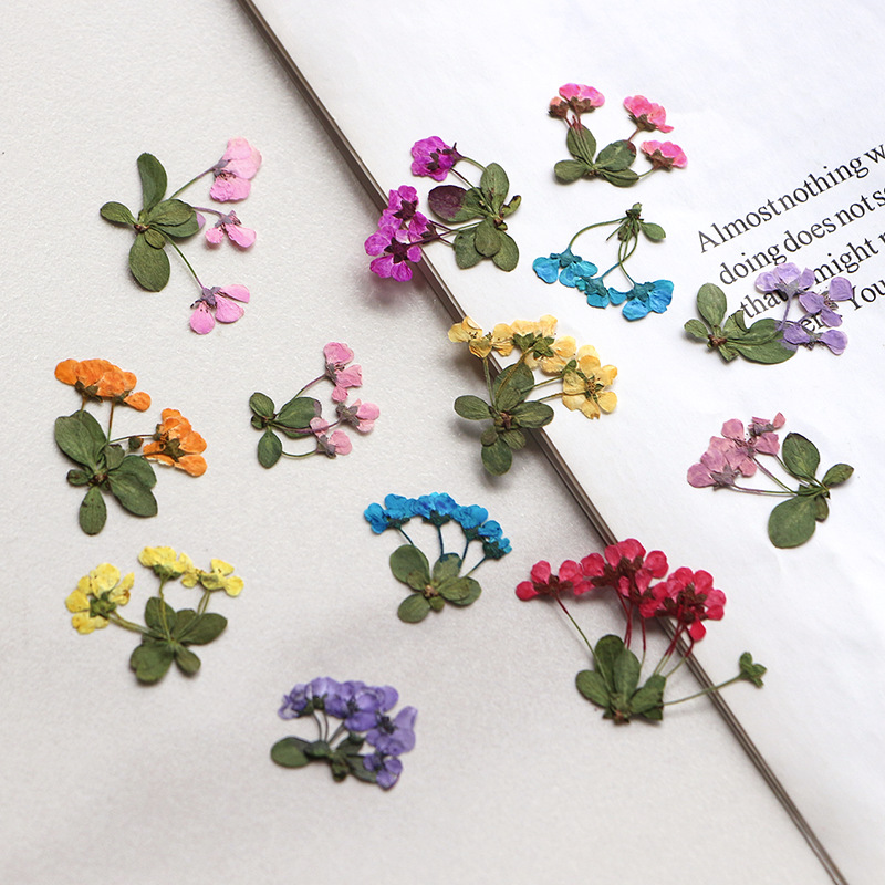 Supply For Florist - 2-3 ซม./12 ชิ้น, ดอกไม้แห้ง, กลีบดอกไม้ขายส่ง DIY