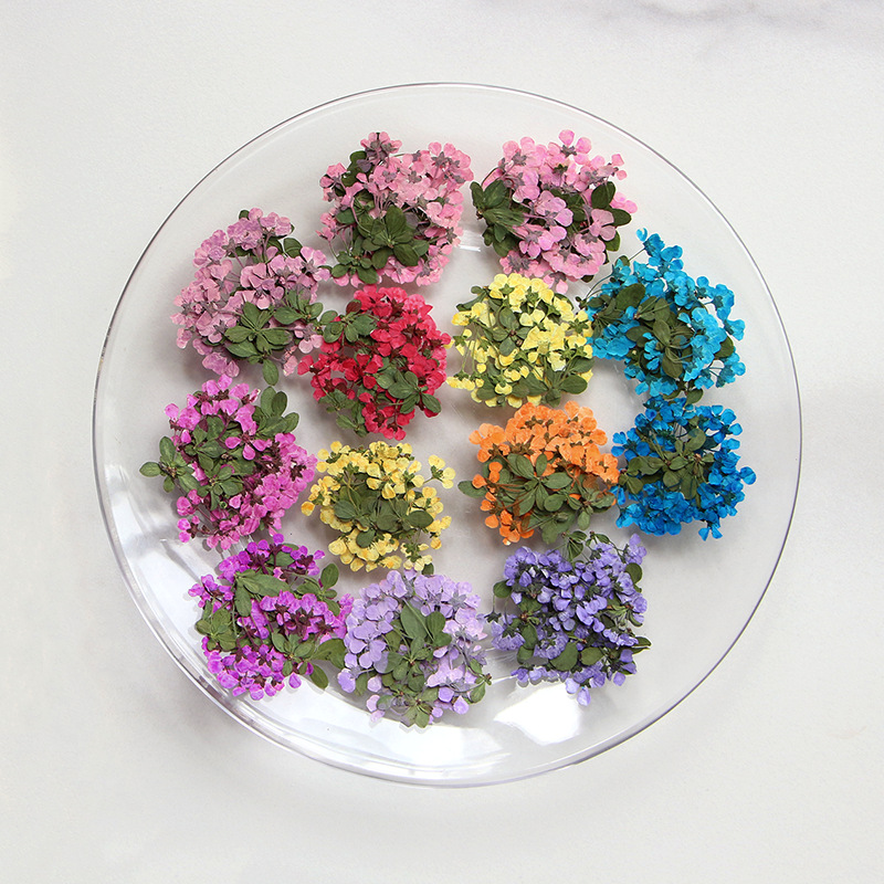 2-3 ซม./12 ชิ้น, ดอกไม้แห้ง, ก - Supply For Florist บทวิจารณ์และราคา