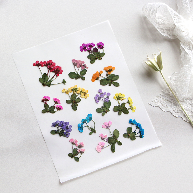 2-3 ซม./12 ชิ้น, ดอกไม้แห้ง, ก - Supply For Florist บทวิจารณ์และราคา