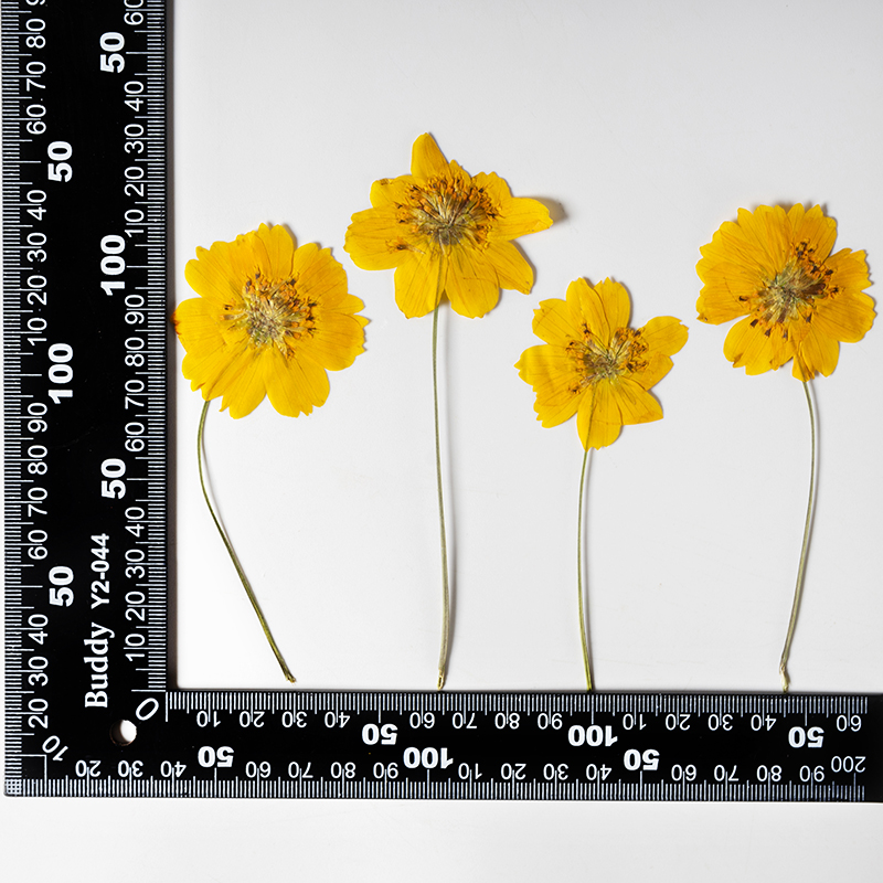 ดอกคอสมอสซัลฟูเรียสขนาดเล็ก 8- - Supply For Florist บทวิจารณ์และราคา